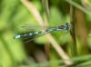 Coenagrion hastulatum
